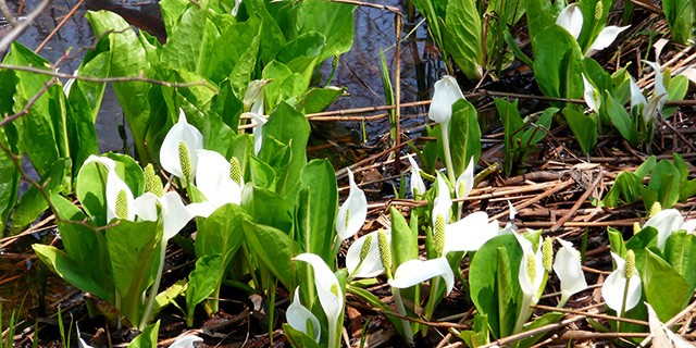 水芭蕉　イメージ